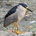 BlackHeron6.jpg