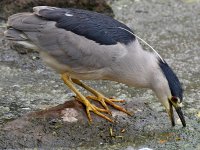 BlackHeron8.jpg