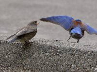 Bluebird.jpg