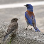 Bluebird2.jpg