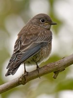 Bluebird6.jpg
