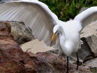 Egret.jpg