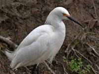 Egret2.jpg