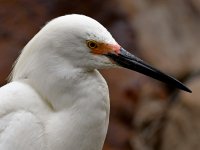 Egret5.jpg