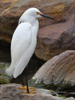 Egret6.jpg