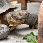 Turtle.jpg