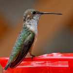 Hummer.jpg