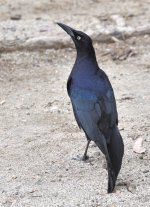 ROY_7086.JPG