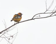 ROY_7097.JPG