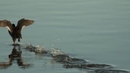 almost DSC_2496 -1.jpg