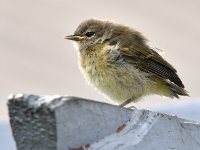 Goldfinch.jpg