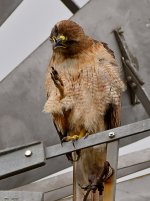 Hawk2.jpg