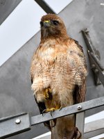 Hawk3.jpg