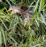 GreenHeron5.jpg