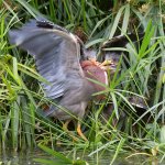 GreenHeron10.jpg