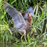 GreenHeron14.jpg