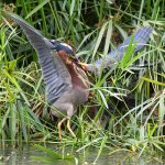 GreenHeron13.jpg