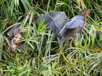 GreenHeron18.jpg