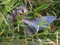 GreenHeron20.jpg