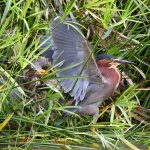 GreenHeron21.jpg