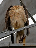 Hawk5.jpg