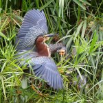 GreenHeron17.jpg