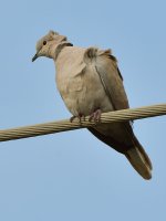 Dove2.jpg