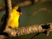 SM Goldfinch DSC_3153 -1.jpg