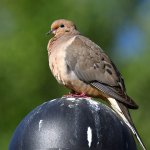 Dove.jpg
