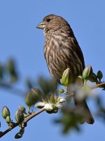 Finch.jpg