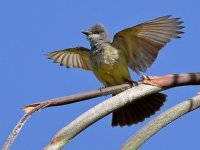 Kingbird2.jpg