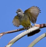 Kingbird3.jpg