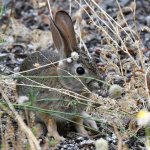 Rabbit.jpg