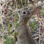 Rabbit3.jpg