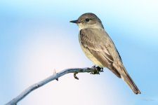 WillowFlycatcher-200.jpg