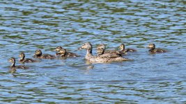 Ducklings-200.jpg