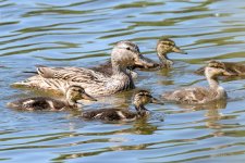Ducklings-201.jpg