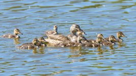 Ducklings-202.jpg