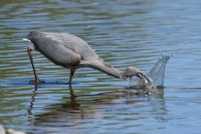 BlueHeronCatch-200.jpg