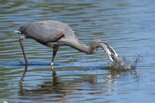 BlueHeronCatch-300.jpg