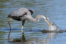 BlueHeronCatch-301.jpg
