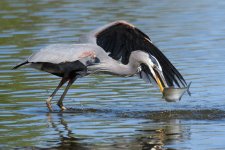 BlueHeronCatch-304.jpg