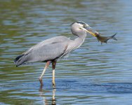 BlueHeronCatch-305.jpg