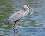 BlueHeronCatch-306.jpg