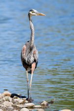 Blue Heron-262.jpg