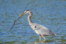 BlueHeron-240.jpg