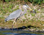 BlueHeron-241.jpg