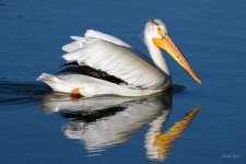 Pelican-231.jpg