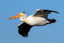 Pelican-230.jpg