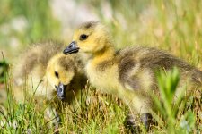 Gosling-230.jpg